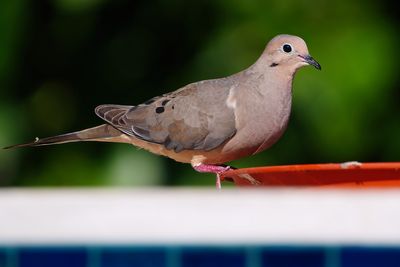Mourning dove