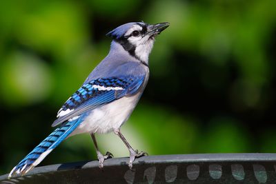 Blue jay