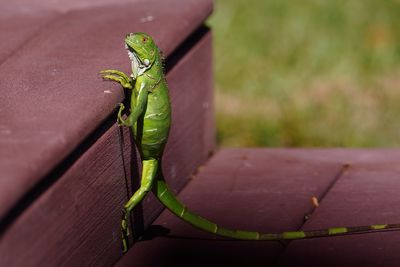 Reptiles in the Back Yard