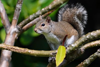 Squirrels