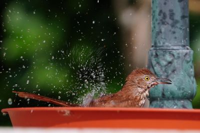 Brown thrasher taking a bath