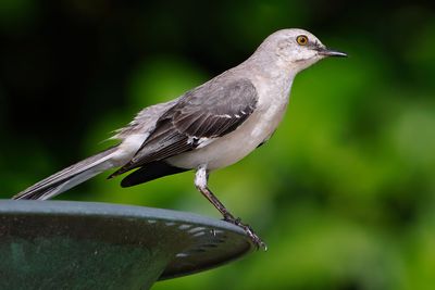 Mockingbird