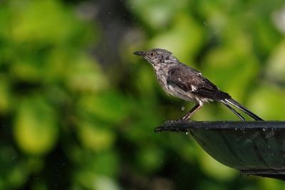 Other Birds