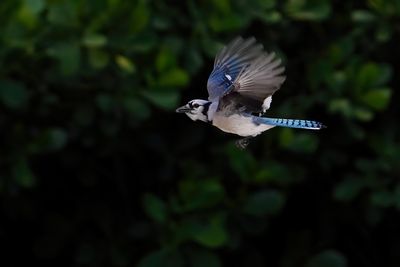 Blue Jays