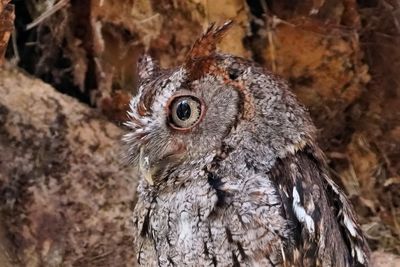 Closeup of eastern screech owl stare