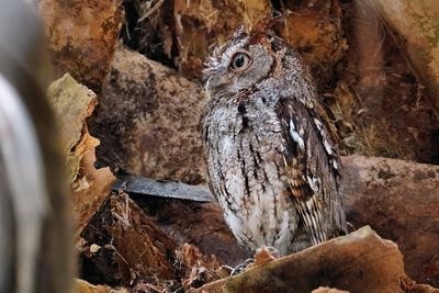 Eastern screech owl trying to look larger