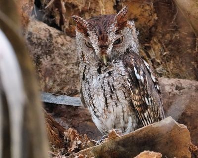 Angry eastern screech owl, trying to intimidate
