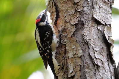 Downy woodpecker