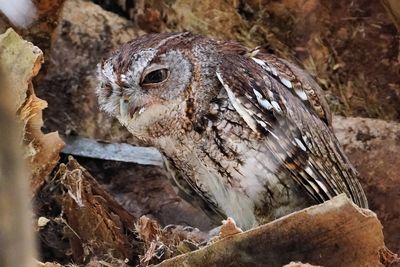 Eastern screech owl threatening another bird