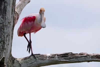 Roseate spoonbill in a tree