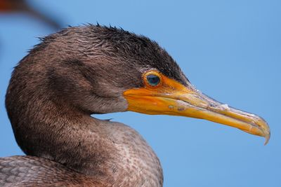 Cormorant closeup