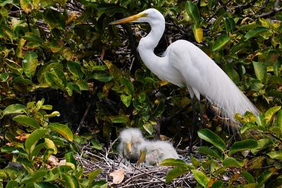 Great egret with her nest of two chicks