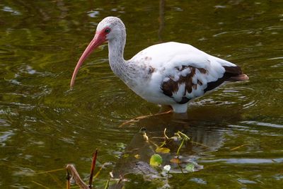 Juvenile ibis