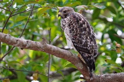 Red-shouldered hawk