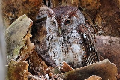 Eastern screech owl