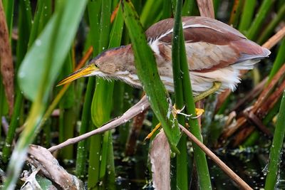 Least bittern hunting