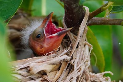 Red-winged blackbird chick wanting food