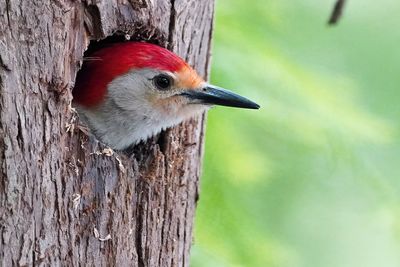 Red-bellied woodpecker in her hole