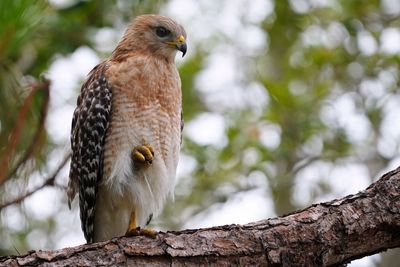 Red-shouldered hawk resting in a tree