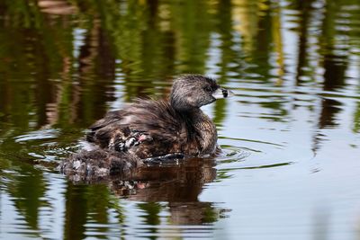Pied billed grebe parent and chick