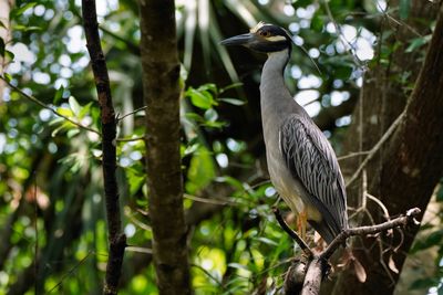 Yellow crowned night heron