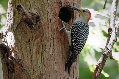 Female red-bellied woodpecker