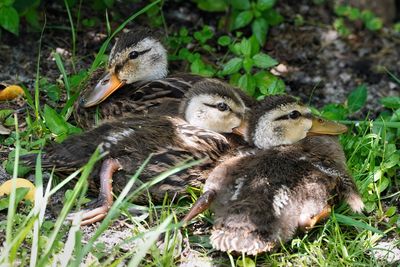 Mottled ducklings
