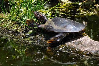 Baby Florida softshell turtle