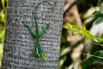 Knight anole
