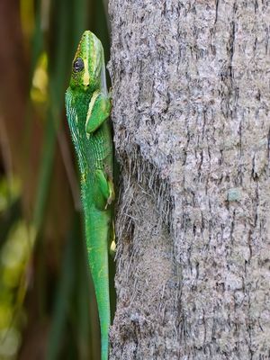Knight anole