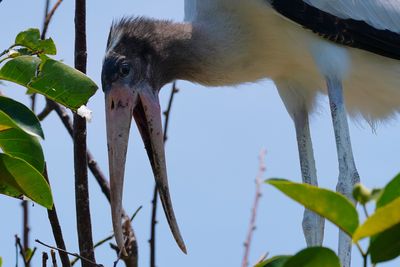 Juvenile wood stork closeup