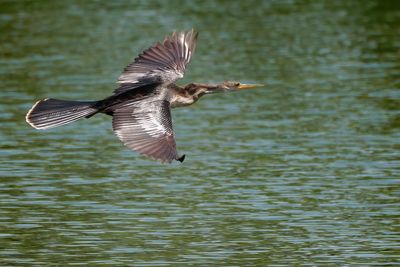 Anhinga flying low over the water