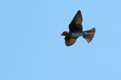 Female purple martin