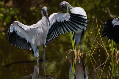 Wood stork soaking on a hot day