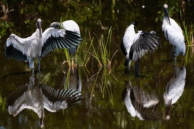 Wood storks bathing and drying