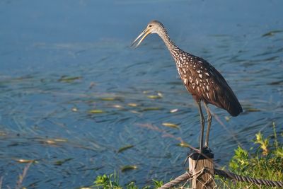 Sony FE70-300mm F4.5-5.6 G OSS