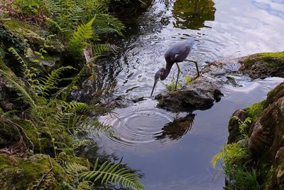 Tricolored heron fishing in China