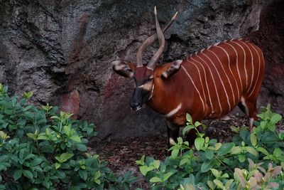 Bongo