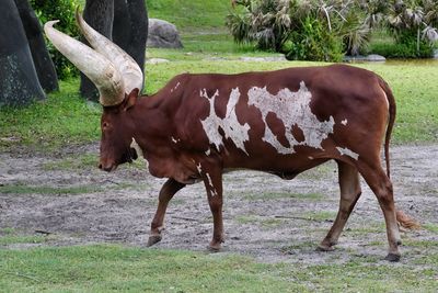 Ankole cattle
