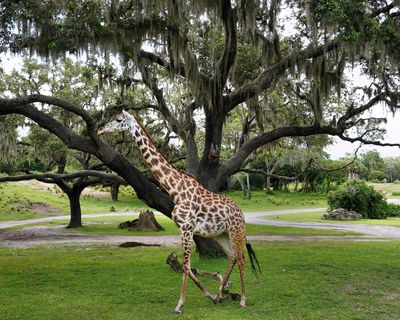 Giraffe