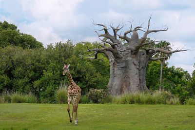 Giraffe and baobab tree