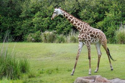 Masai giraffe