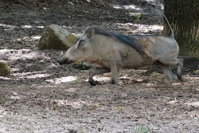 Running warthog