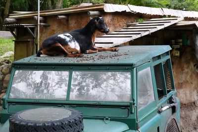 Goat on a Land Rover