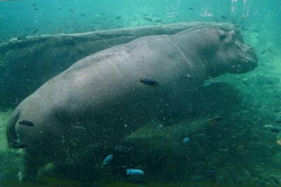 Hippo walking under water