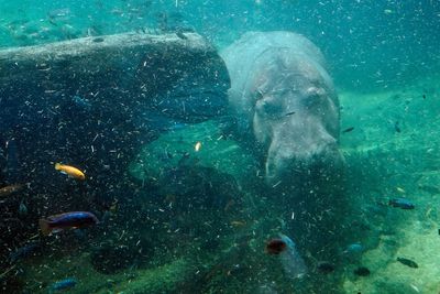 Hippo coming around the rock