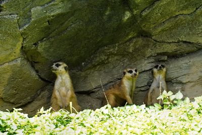 Meercats hanging out in a shady spot