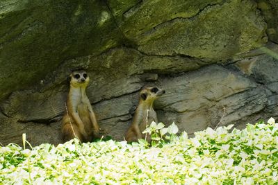 Meercats in the shade, still alert