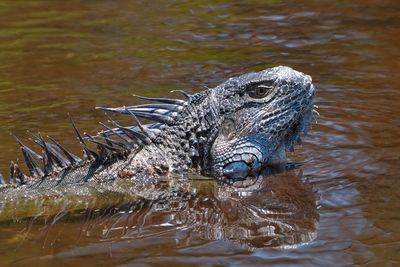Soaking green iguana