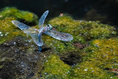 Blue dasher dragonfly laying eggs